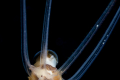 Veliger Larva of a Marine Gastropod