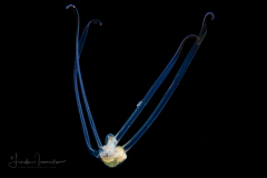 Veliger Larva of a Marine Gastropod