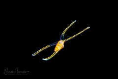Veliger Larva of a Marine Gastropod