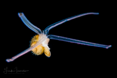 Veliger Larva of a Marine Gastropod