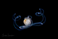 Veliger Larva of a Marine Gastropod - Member of the Olivellidae or Olividae