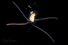 Veliger Larva of a Marine Gastropod - Mucus Web - Long Proboscis