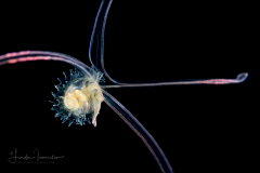 Veliger Larva of a Marine Gastropod - Personidae Family - Probably Distorsio clathrata