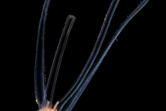 Veliger Larva of a Marine Gastropod - Possibly Cymatium (Monoplex) nicobaricus - Triton