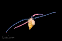 Veliger Larva of a Marine Gastropod - Possibly Cymatium (Monoplex) nicobaricus - Triton