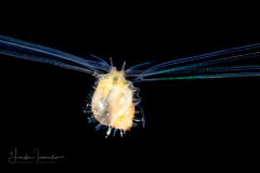 Veliger Larva of a Marine Gastropod - Possibly a Cowrie Species