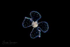 Veliger Larva of a Marine Gastropod - "Sparkles"