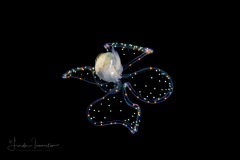 Veliger Larva of a Marine Gastropod - "Sparkles"