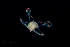 Veliger Larva of a Marine Gastropod - "Sparkles"