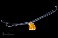 Veliger Larva of a Marine Gastropod Withdrawing
