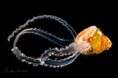 Veliger Larva of a Marine Gastropod Withdrawing
