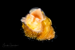 Veliger Larva of a Marine Gastropod Withdrawing