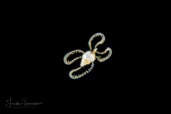 Verliger Larva of a Marine Gastropod