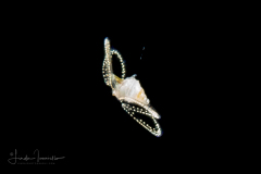 Verliger Larva of a Marine Gastropod