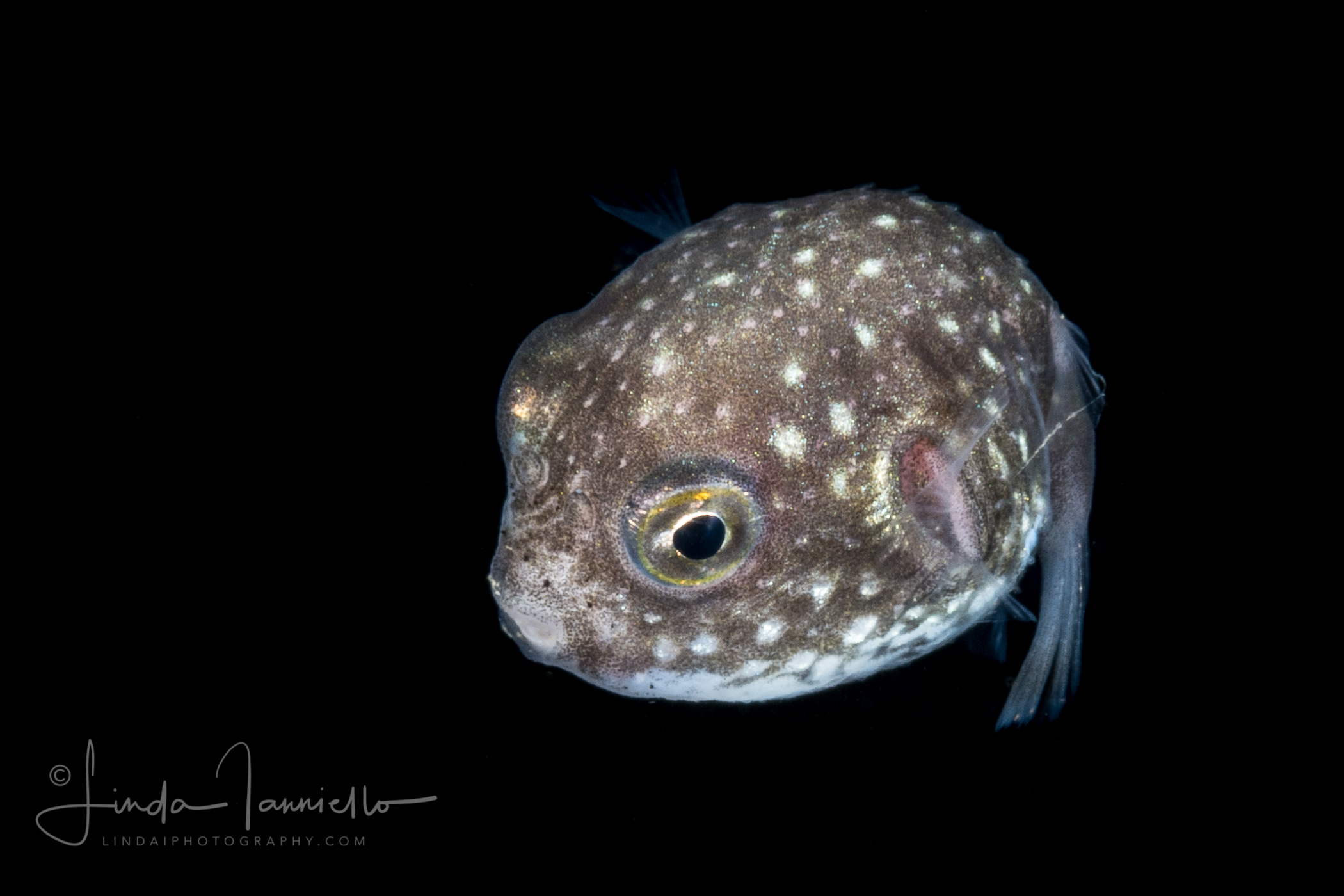 Juvenile Pufferfish