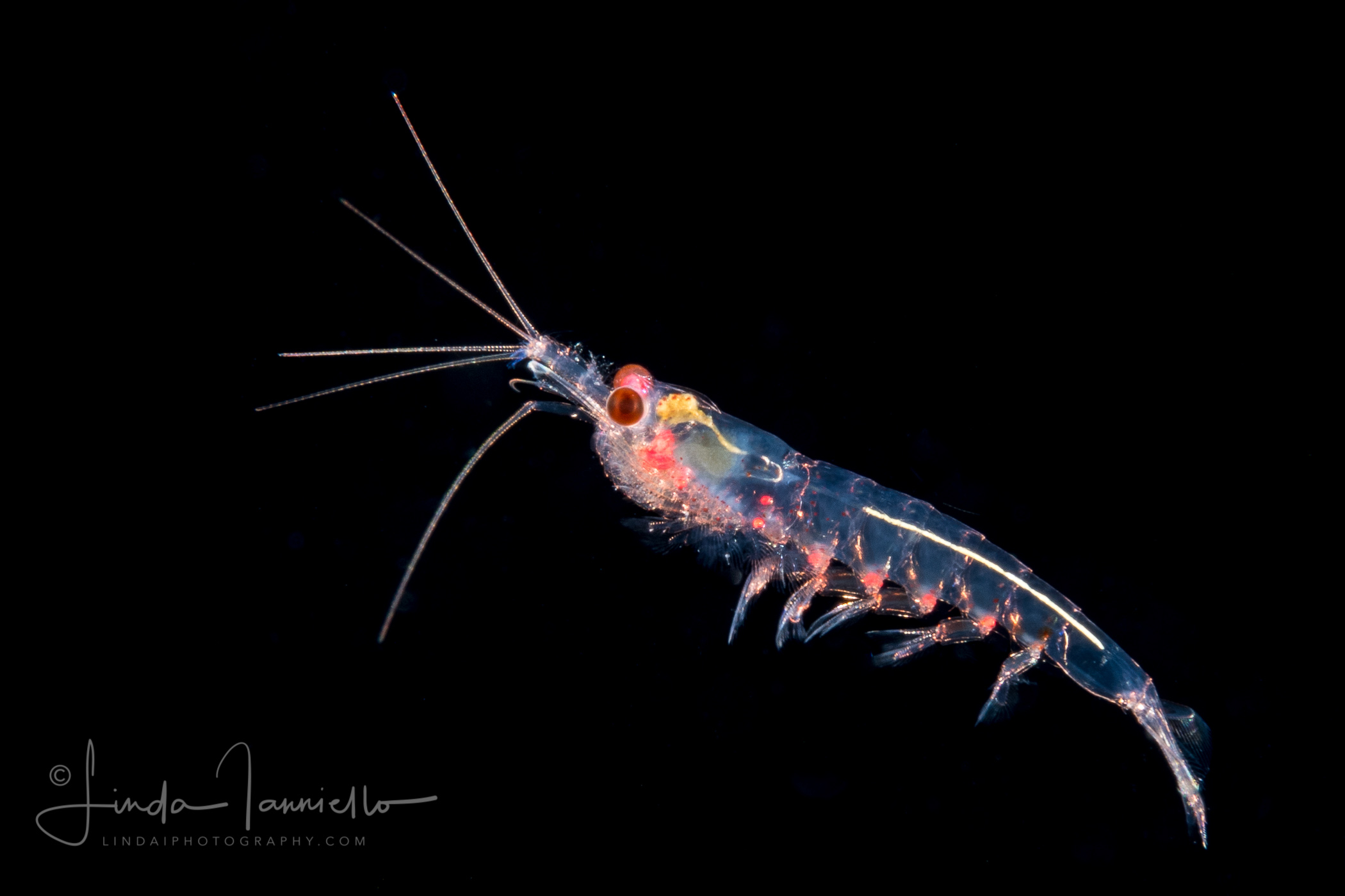 Shrimp