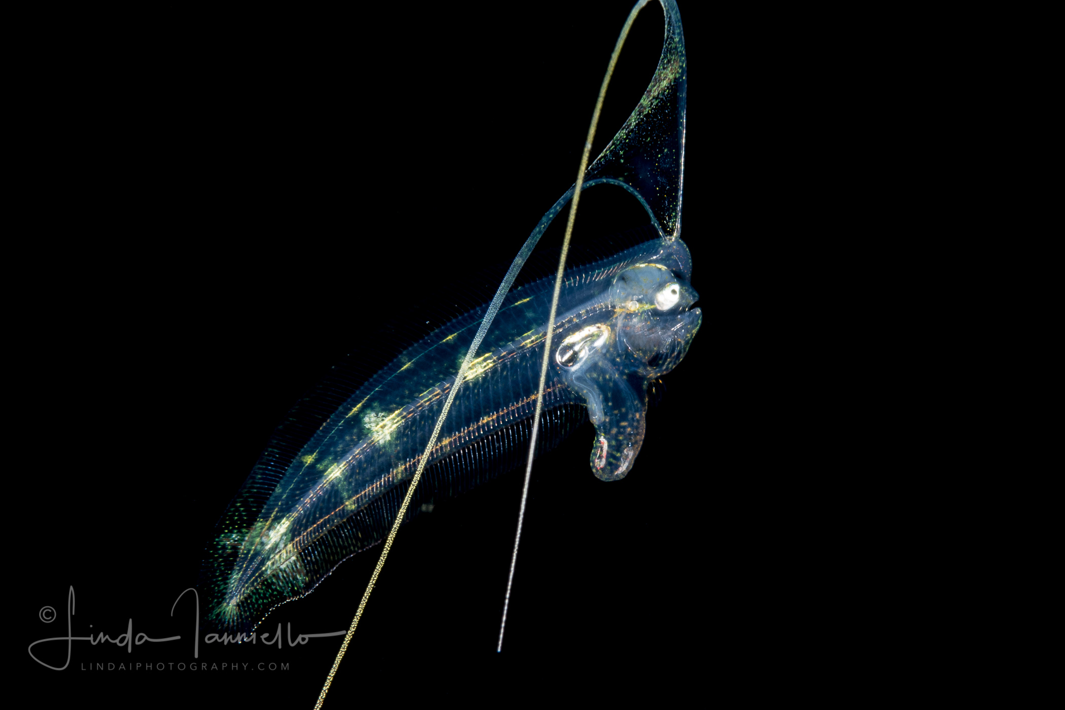 Tonguefish larva - Cynoglossidae