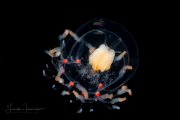 Colorful Jellyfish - Bougainvillidae Colorful Jellyfish - Bougainvillidae