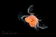 Crab Megalopa Larva