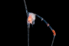 Crab Zoea Larva