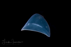 Flatworm Larva