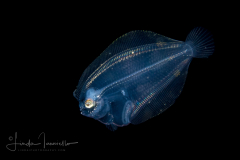 Flounder Larva