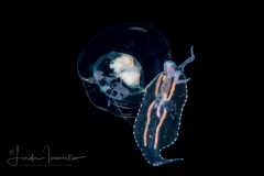 Pelagic Nudibranch - Phylliroidae