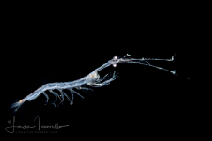 Shrimp