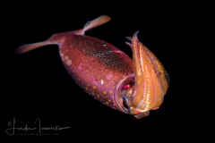 Squid