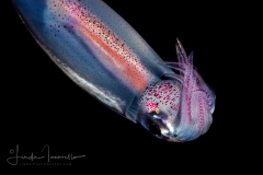 Squid