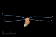 Veliger Larva of a Marine Gastropod