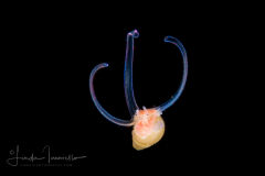 Veliger Larva of a Marine Gastropod