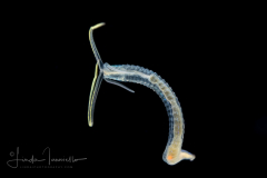 Worm Larva