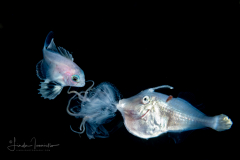 Driftfish - Nomeidae Family - and Filefish - Monacanthidae Family - with a Cnidaria - Lembeh indonesia