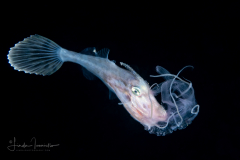 FIlefish - Monacanthidae Family - with a Cnidaria - Lembeh Indonesia