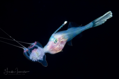Filefish - Dotterel - Monacanthidae  Family - Aluterus heudelotii - With  a Hydromedusa - Anthoathecata - Cirrhitiara superba