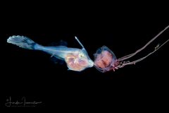 Filefish - Dotterel - Monacanthidae Family - Aluterus heudelotii - With a Hydromedusa - Eutiara mayeri