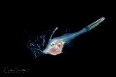 Filefish - Dotterel - Monacanthidae Family - Aluterus heudelotii - With a Jellyfish