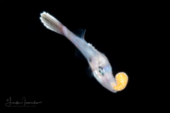 Filefish - Dotterel - Monacanthidae Family - Aluterus heudelotii - With a Zoanthella Coral Larva - Zoantharia Order - Semper's Larva