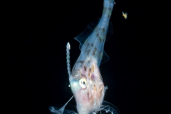 Filefish - Dotterel - Monacanthidae Family - Aluterus heudelotii - With a piece of a jellyfish