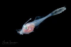 Filefish - Dotterel - Monacanthidae Family - Aluterus heudelotii  ?? - With a piece of a jellyfish