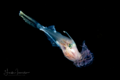 Filefish - Monacanthidae Family - with a Cnidaria - Lembeh Indonesia
