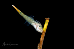 Filefish - Orange - Monacanthidae - Aluterus schoepfii