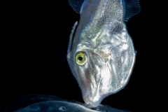 Filefish - Orange - Monacanthidae Family - Aluterus schoepfii - with a Scyphozoa - Ulmaridae - Aurelia aurita - Moon Jelly