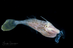 Filefish with a Jellyfish - Anilao, Philippines