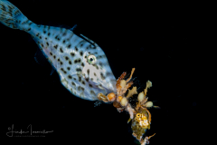 Probably Unicorn Filefish  - Monacanthidae - Aluterus monoceros