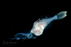 Scrawled Filefish -  Aluterus scri ptus - Juvenile - Lembeh Indonesia