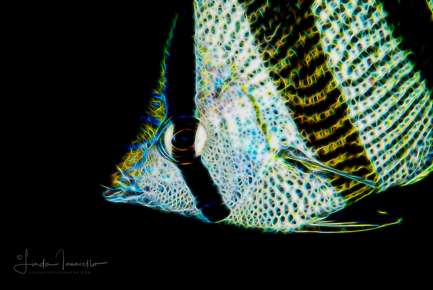 Fractal Art - Banded butterflyfish - Chaetodon striatus