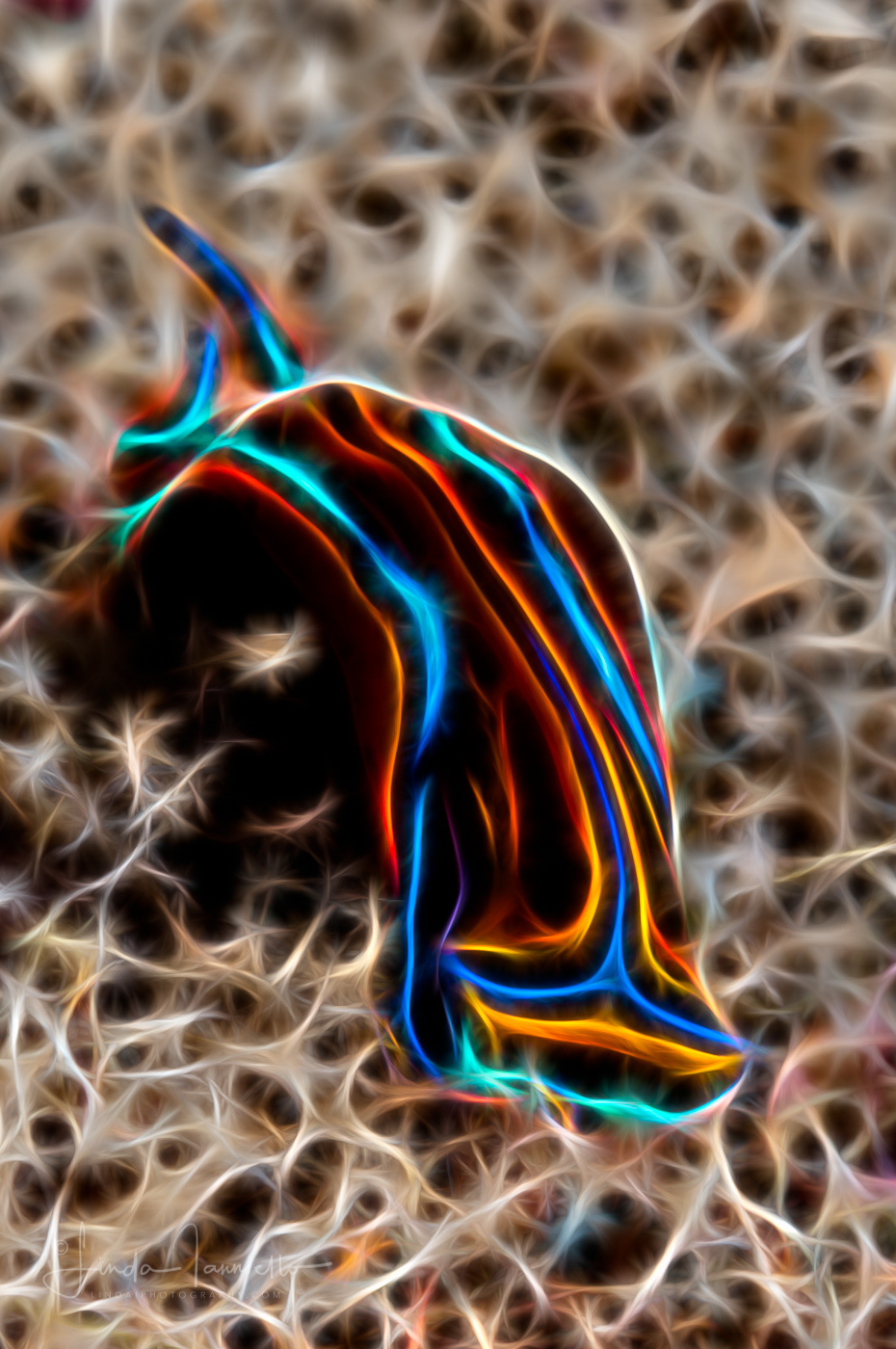 Fractal Art - Chelidonura hirundinina