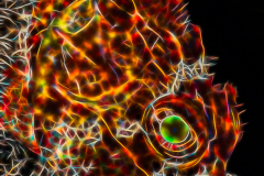 Fractal Art - Barbfish - Scorpaena brasiliensis
